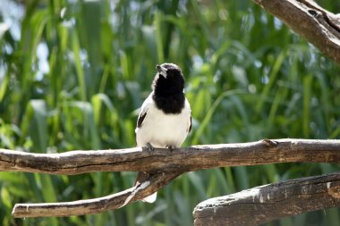 Pied Butcherbird orta büyüklükte siyah beyaz bir kuştur. Tamamen siyah bir başlığı, koyu kahverengi gözleri ve uzun, kancalı, gri ve siyah gagası vardır.