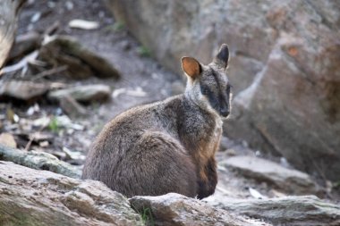 The southern Brush-tailed Rock-wallaby has a characteristic, long, dark tail that is bushier towards the tip.  clipart