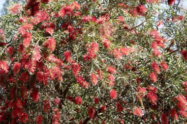 Şişe fırçaları geleneksel bir şişe fırçasına benzeyen çiçekler gibi silindirik kırmızı fırçalara sahiptir..