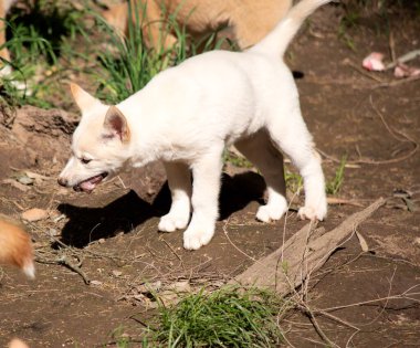 Dingolar köpek gibi kurttur. Dingoların uzun bir ağızlıkları, dik kulakları ve güçlü pençeleri vardır.. 