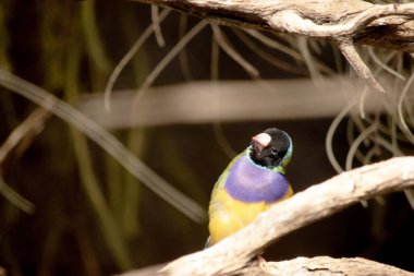 Gouldian ispinozu parlak yeşil sırtlı, sarı göbekli ve mor göğüslü küçük bir kuştur. Yüz rengi genellikle siyahtır..