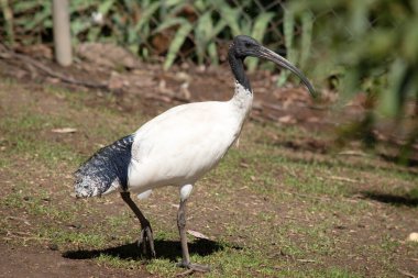 Avustralya Beyaz Ibis ağırlıklı olarak beyaz tüylü, tüysüz siyah başlı, boyunlu ve bacaklı olarak karakterize edilir..