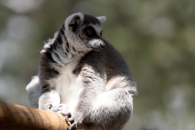 Halka kuyruklu lemurun sırtı gri, gri uzuvları, koyu gri başları ve boyunları var..