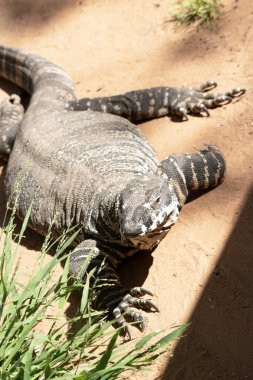 The lace lizard has a dark steel grey above with pale yellow or cream bands or rows of spots. The underside is cream. clipart