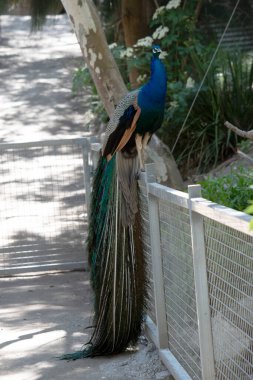 Tavus kuşları yanardöner kuyruklarıyla bilinen büyük, renkli mavi sülünlerdir.