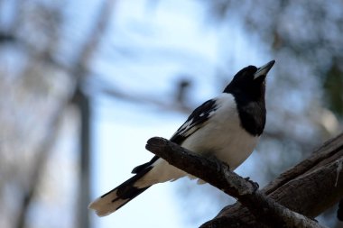 The Pied Butcherbird is a medium-sized black and white bird. It has a full black hood, dark brown eye and long, hooked, grey and black bill. clipart