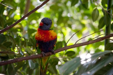 Gökkuşağı lorisinin parlak sarı-turuncu / kırmızı bir göğsü, çoğunlukla menekşe mavisi bir boğazı ve sarı-yeşil bir yakası vardır..