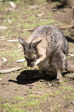 Kırmızı Burunlu Vallaby 'nin çoğunlukla beyaz göğüslü ve göbekli, koyu kahverengi ağızlıklı, pençeli ve ayaklı gri kürkü vardır.