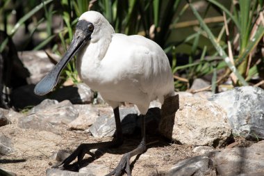 Kraliyet kaşığı kaşığa benzeyen siyah gagalı büyük beyaz bir deniz kuşudur. Kraliyet kaşığının sarı kaşları ve siyah bacakları vardır.