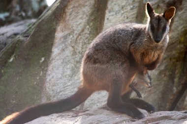 Güney Fırça kuyruklu Kaya-valbi 'nin tipik, uzun ve koyu renkli bir kuyruğu vardır..