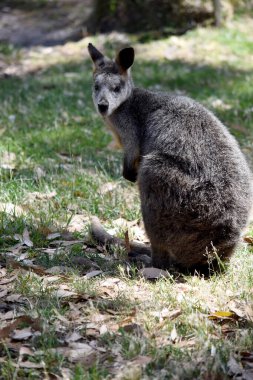 Bataklık valabisi etrafı kolaçan ediyor.