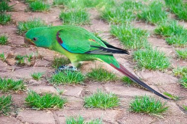 Hızlı papağan çoğunlukla parlak yeşildir ve tacı koyu mavi renktedir. Alnından boğazına kadar kırmızı ve kanadın kıvrımlarında kırmızı bir leke var.