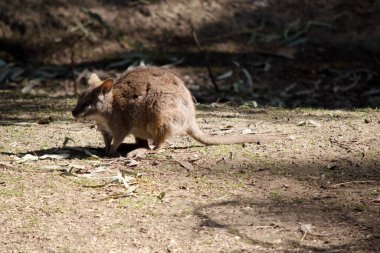 Tammar valabinin koyu grimsi üst kısımları vardır, alt kısmı daha soluk ve paslı kenarları ve uzuvları vardır..