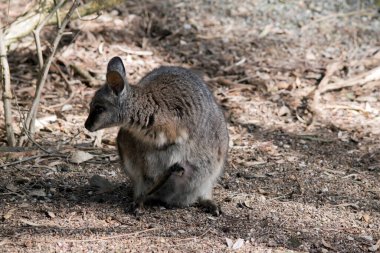 The tammar wallaby is a small grey wallaby with tan arms and white cheek stripes and a long tail clipart