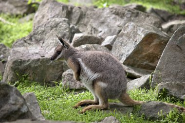 Sarı ayaklı kaya valabisi kayalık bir tepede dinleniyor.