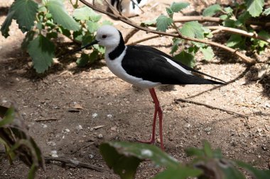 Siyah kanatlı stil. Pembe bacaklı siyah beyaz bir deniz kuşudur..  