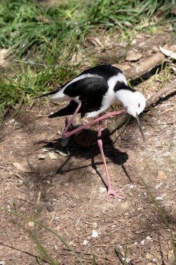 Siyah kanatlı stil. Pembe bacaklı siyah beyaz bir deniz kuşudur. Dar siyah gagalı beyaz bir kafası, beyaz göğsü ve siyah kanatları vardır.