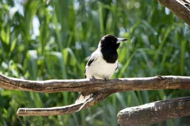Pied Butcherbird orta büyüklükte siyah beyaz bir kuştur. Tamamen siyah bir başlığı, koyu kahverengi gözleri ve uzun, kancalı, gri ve siyah gagası vardır.