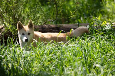 Dingolar köpek gibi kurttur. Dingoların uzun bir ağızlıkları, dik kulakları ve güçlü pençeleri vardır. Dingoların genelde zencefilli paltosu olur. 