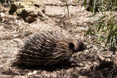 Kısa burunlu olanın sert pençeli ayakları ve kahverengimsi bir vücudun üst kısmında dikenleri vardır..
