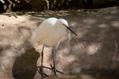 Küçük balıkçılın nispeten kısa, kalın bir boynu, sağlam bir gagası ve kamburlaşmış bir duruşu vardır. Beyaz ve siyah gagalı.
