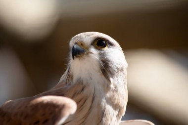 Nankeen Kerkenezi ince bir şahindir ve nispeten küçük bir yırtıcıdır.