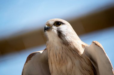 Nankeen Kerkenezi ince bir şahindir ve nispeten küçük bir yırtıcıdır.