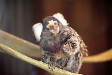 Marmoset, kulaklarının kenarında beyaz saçları olan küçük bir maymundur.