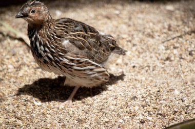 Bıldırcın küçük bir yer kuşudur.