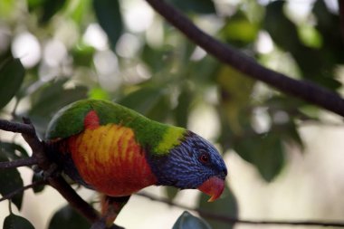 Gökkuşağı lorisinin parlak sarı-turuncu / kırmızı bir göğsü, çoğunlukla menekşe mavisi bir boğazı ve sarı-yeşil bir yakası vardır..