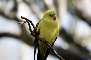Erkek Vekil Papağan 'ın kuyruğu ve dış kenarları koyu mavi-siyah olan genel sarı bir görünüşü vardır.. 
