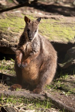 The southern Brush-tailed Rock-wallaby has a characteristic, long, dark tail that is bushier towards the tip clipart