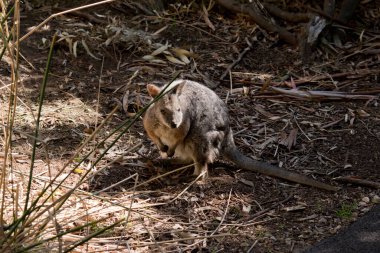 the tammar wallaby is hiding in the bush clipart