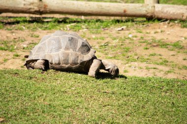 Aldabra Kaplumbağaları dünyanın en büyük kara kaplumbağalarından biridir.