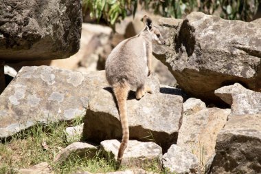 Sarı ayaklı kaya valabisi beyaz yanak çizgisi ve turuncu kulaklarıyla parlak renklidir. Üzerinde beyaz bir yan şerit ve kahverengi ve beyaz bir kalça çizgisi ile geyik grisidir..