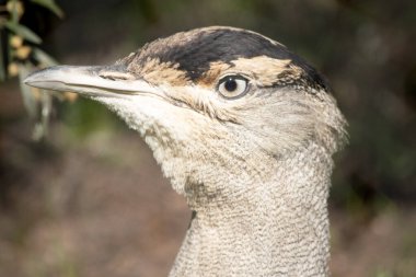 The Australian Bustard is one of Australia's largest birds. It is a mainly grey-brown bird, speckled with dark markings, with a pale neck and black crown, clipart