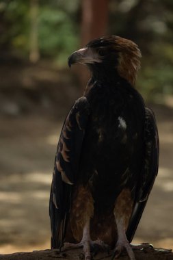 The black breasted buzzard is quite large with broad, rounded wings, and a short neck and tail. clipart