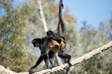 Siyah elli örümcek maymunun kanca gibi elleri ve kavrayışlı kuyruğu olan siyah ya da kahverengi kürkü vardır..