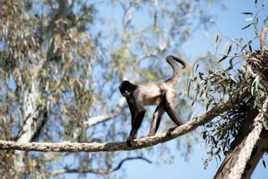 Siyah elli örümcek maymunun kanca gibi elleri ve kavrayışlı kuyruğu olan siyah ya da kahverengi kürkü vardır..