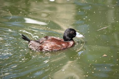 Çiftleşme mevsiminde erkeğin gagası açık maviye döner ve ördeğe adını verir. Mavi gagalı ördekler hepçildir..