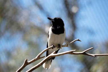 Pied Butcherbird orta büyüklükte siyah beyaz bir kuştur. Tamamen siyah bir başlığı, koyu kahverengi gözleri ve uzun, kancalı, gri ve siyah gagası vardır.