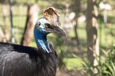 Cassowary büyük, uçamaz. Yoğun, iki baldırlı siyah tüylerle kaplıdır ve kafasında büyük bir kask vardır..