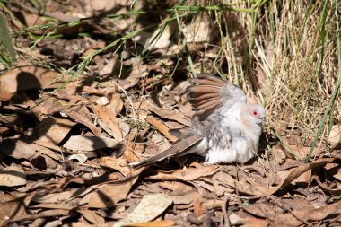 The Diamond Dove is the smallest Australian Dove, with a distinctive red eye-ring, blue-grey head and breast.  clipart