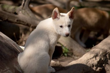 Dingolar köpek gibi kurttur. Dingoların uzun bir ağızlıkları, dik kulakları ve güçlü pençeleri vardır..