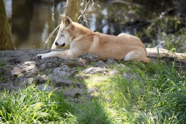 Dingolar köpek gibi kurttur. Dingoların uzun bir ağızlıkları, dik kulakları ve güçlü pençeleri vardır. Dingoların genelde zencefilli paltosu olur.