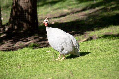 Miğferli Gine tavuğu gri-siyah benekli ve beyaz.