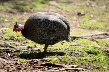 Miğferli Gine tavuğu gri-siyah benekli ve beyaz.
