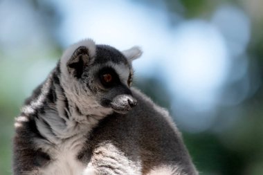 Halka kuyruklu lemurun sırtı gri, gri uzuvları, koyu gri başları ve boyunları var..