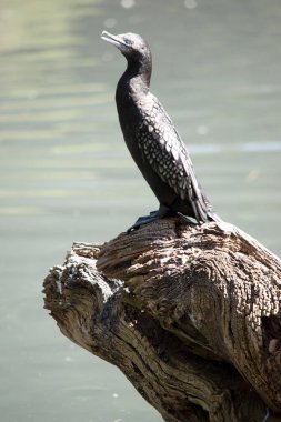 Küçük siyah karabatak, mavi gözlü bir Karadeniz kuşudur.