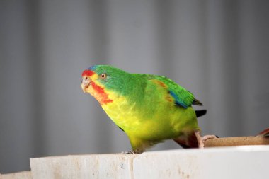 The musk lorikeet is mainly green and it is identified by its red forehead, blue crown and a distinctive yellow band on its wing. clipart